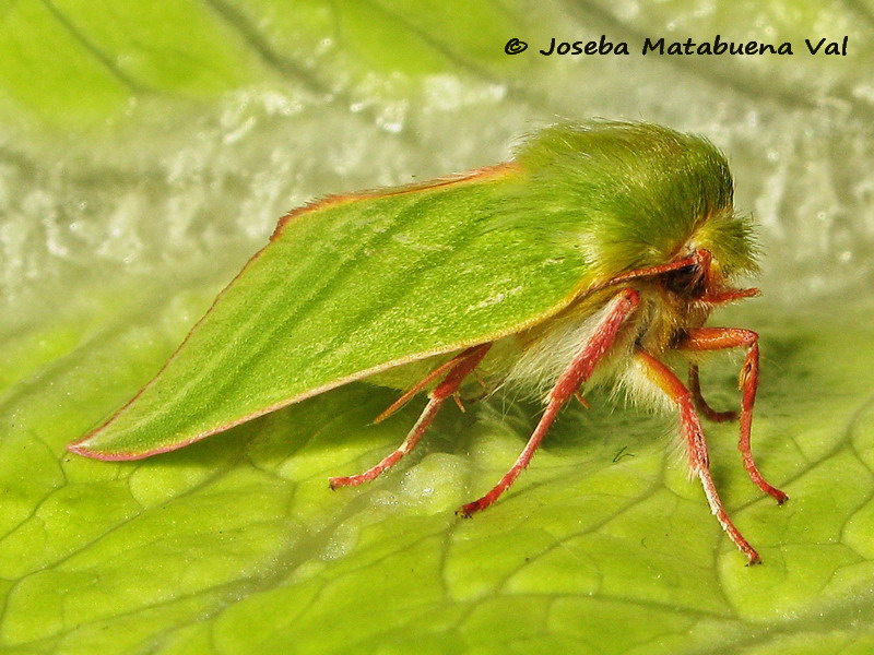 Pseudoips prasinana - Nolidae